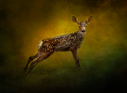 Fawn - Marie Farmer