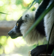Black & White Ruffled Lemur - Sharon N. Russell