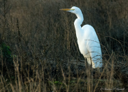 Egret - Sharon N. Russell