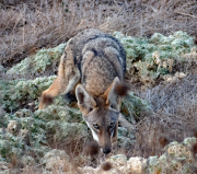 Coyote - Don Hoskin