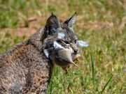 Bobcat with Gopher - Don Hoskin