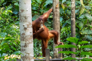 Orangutan - Sharon N. Russell