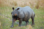 Curious Rhino - Arne Kalma