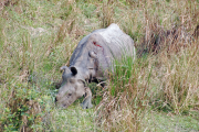 Wounded Rhino - Arne Kalma
