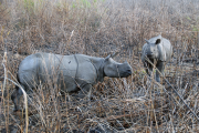 Rhino Fight - Arne Kalma