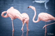 Flamingos - George Warren Ziegler