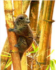 Bamboo Lemur - Rodney Myatt