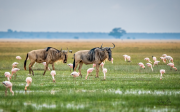 Wildebeests - Dong Bui