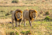 A Pair of Lions - Dong Bui