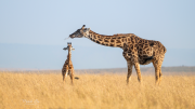Giraffes - Michelle Bui