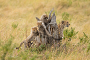 Cheetah Family - Michelle Bui