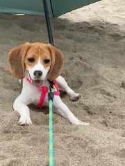 Day at the Beach - Anna Marie Aguiar
