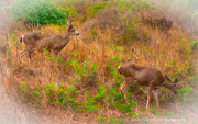 Foraging - Gordon Thenemann