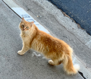 Ginger Buddy - Lisa Burton
