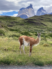 Guanaco on the Hill - Samual Lin