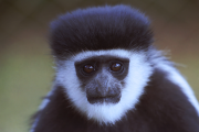 Colobus Monkey - Doug Rogers