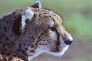 Cheetah on the Lookout - Doug Rogers