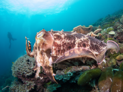 Giant Cuttlefish - Linda Reisinger
