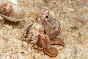Coconut Octopus - Linda Reisinger