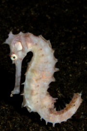 Seahorse - Linda Reisinger