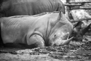 Rhinoceros Sleeping - George Warren Ziegler