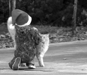 Matthew and His Cat - Michelle Sanfilippo