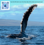 Maui Whale Flipper - Jeff Bentz