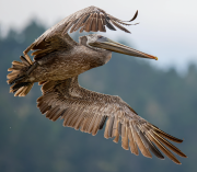 Pelican Takes Flight - Doug Rogers