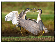 Black Crowned Night Heron - Jeff Bentz