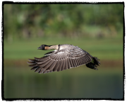 Nene - Jeff Bentz