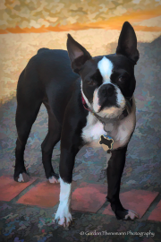 Oreo - Gordon Thenemann