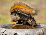 Red-tailed Squirrel - Marie Farmer