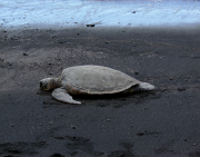 Sea Turtle - Marie Farmer