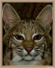 Bobcat Cub - Paul Gareis