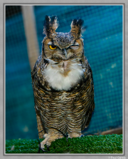 Luna Great Horned Owl - Paul Gareis