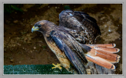 Red Tailed Hawk - Paul Gareis