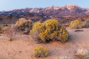 Rabbit-brush-and-Buttermilks