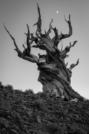 "Bristlecone Pine" - Mike Gagarin