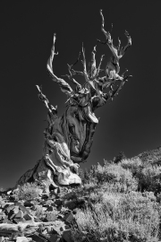 "One Old Dead Bristcone Pine" - Ken Speer