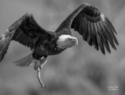 "Bald Eagle Collecting Nest Materials" - Dong Bui