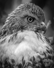 "Red Tailed Hawk Portrait" - Dong Bui