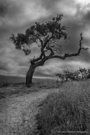 "Lone Oak Tree" - Gordon Thenemann