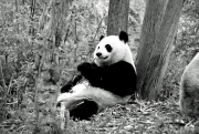 "Panda at Chengdu, China" - Arne Kalma