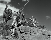 "Yosemite Tree" - Herm Weyland