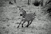 "Zebra at Lake Mburo, Uganda" - Arne Kalma