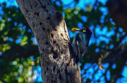 Woodpecker with Acorn