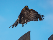 Juvenile Cooper's Hawk Taking Flight
