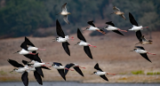 Black-necked Stilts and Sandpipers in Flight