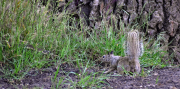 Ground Squirrel Harassing a Rattlesnake