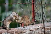 Two Ground Squirrels Courting